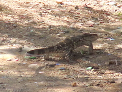 Varanus albigularis albigularis