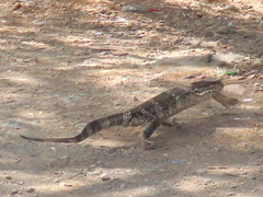 Varanus albigularis albigularis