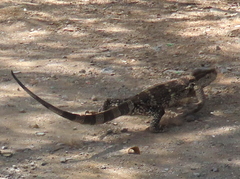 Varanus albigularis albigularis