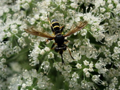 Conopini