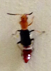 Carphurus fasciculatus