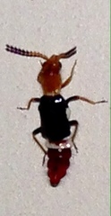 Carphurus fasciculatus