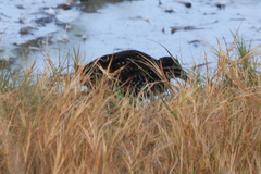 Pardirallus maculatus