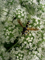 Conopini