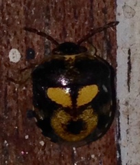 Aspideurus flavescens