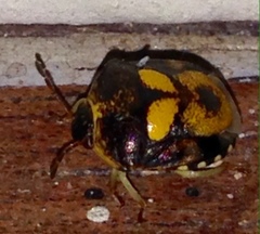 Aspideurus flavescens