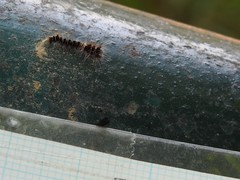 Paralebeda plagifera