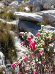 Erica strigilifolia