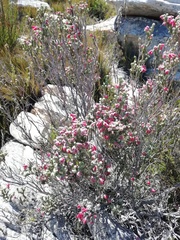 Erica strigilifolia