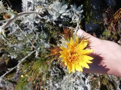 Berkheya francisci
