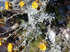 Berkheya francisci