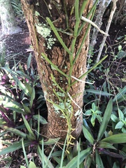 Papilionanthe