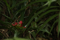 Nidularium innocentii