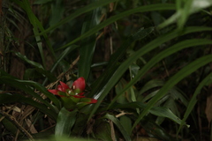 Nidularium innocentii