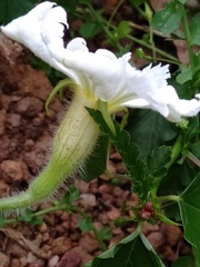 Trichosanthes scabra