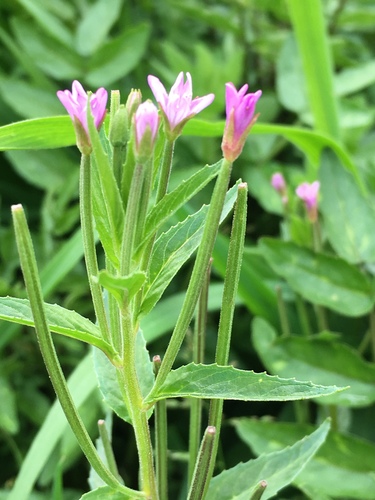Epilobium ciliatum