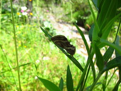 Euchalcia variabilis