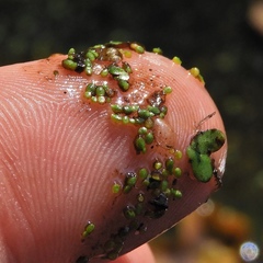 Wolffia brasiliensis