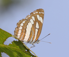 Neptis hylas varmona