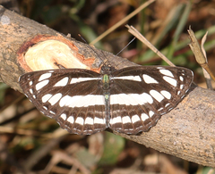 Neptis hylas varmona