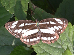 Neptis hylas varmona