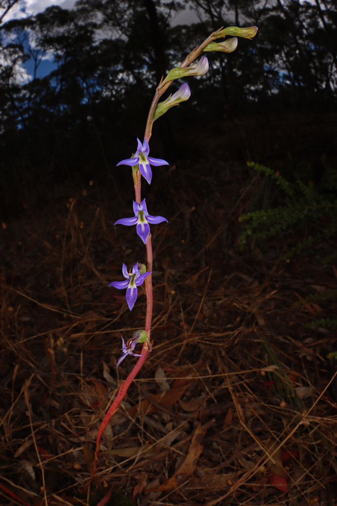 tall lobelia