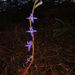 Lobelia gibbosa - Photo (c) Connor Margetts, algunos derechos reservados (CC BY), subido por Connor Margetts