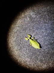 Cryptophyllium parum