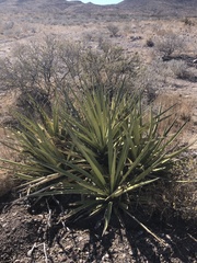Yucca torreyi