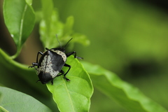 Cypherotylus tigrinus