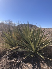 Yucca torreyi