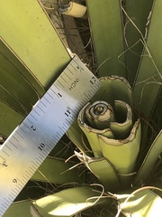 Yucca torreyi