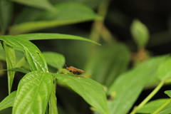 Leptoscelis elongator