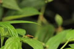 Leptoscelis elongator