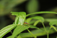 Leptoscelis elongator