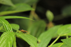 Leptoscelis elongator