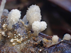 Coprinopsis stercorea