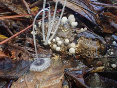 Coprinopsis stercorea