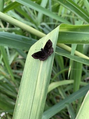 Staphylus ascalaphus