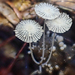 Coprinopsis stercorea - Photo (c) Chloe and Trevor Van Loon, some rights reserved (CC BY-NC), uploaded by Chloe and Trevor Van Loon