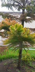Araucaria columnaris