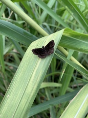 Staphylus ascalaphus