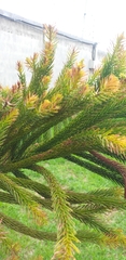 Araucaria columnaris