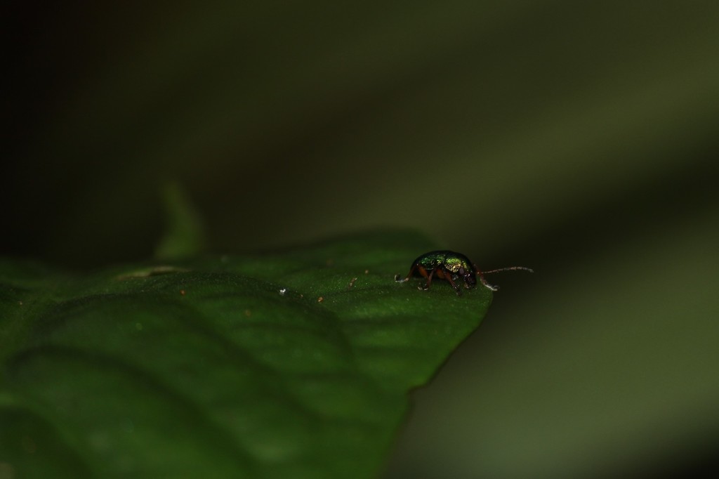 Nodocolaspis rugulosa