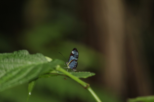 Agnosia Glasswing