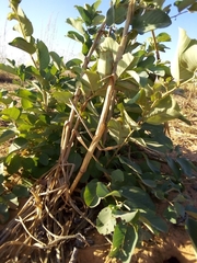 Annona senegalensis