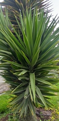 Agave vivipara