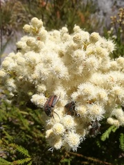 Trichostetha fuscorubra