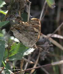 Junonia orithya ocyale