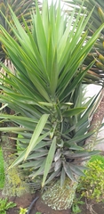 Agave vivipara
